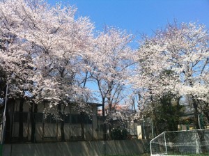 二グラの桜